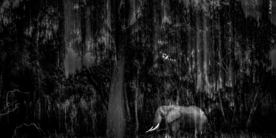 Indian-Wildlife-Photographer-Rahul-Sachdev